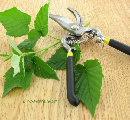 Bypass pruning shears