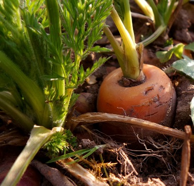 carrots