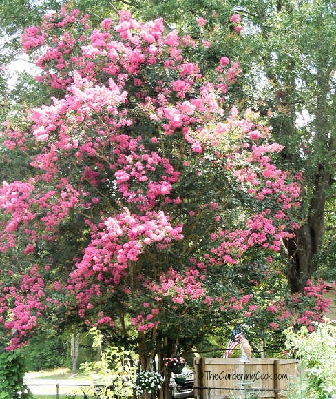 Crepe myrtle adds color to the seating area