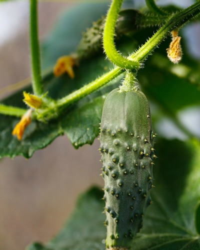cucumbers