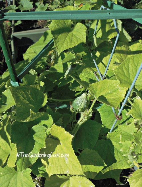 cucumbers