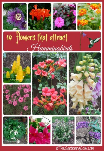 Plants these 14 flowers to attract hummingbirds to your garden.