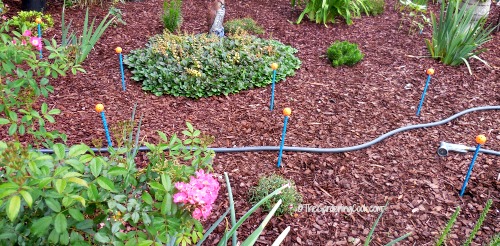 Hose guides in the garden