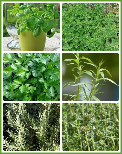 Fresh Herbs