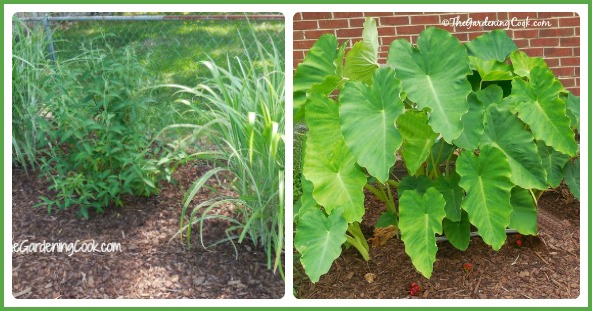 large plants can successfully hide eyesores