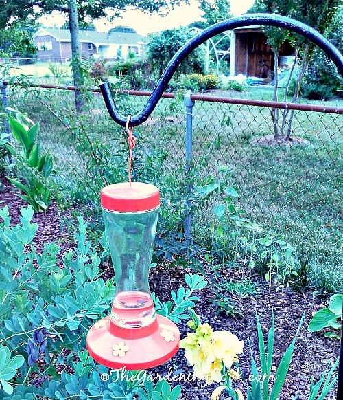 hummingbird feeder