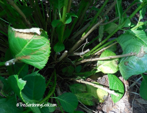 Hydrangea canes can be cut back and the plant will love it.