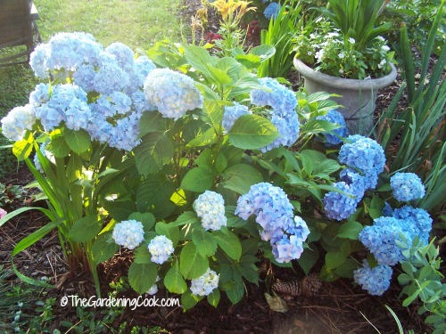 Hudrangeas flourish if you thin them out when you prune