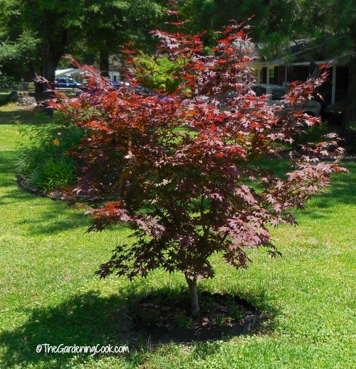 To creaate curb appeal, add a pretty tree. This Japanese maple tree adds great color.