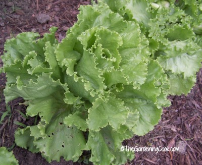 salad greens