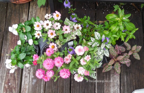 annuals for planters