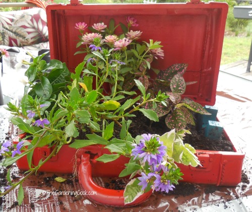 planted carry case