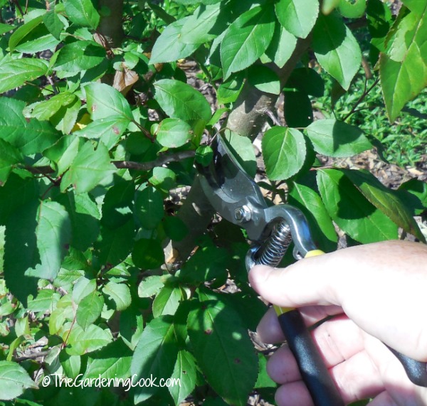 21 Pruning Tips for Great Looking Plants
