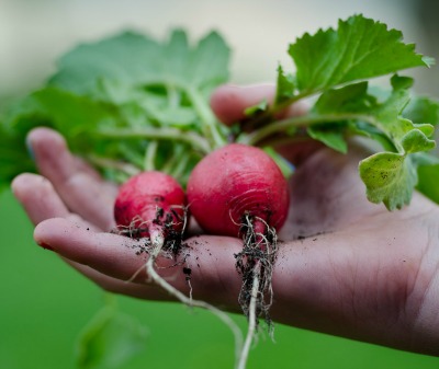 radishes