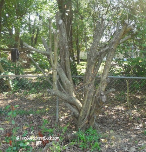 Red bush that was pruned and is now dead