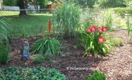 Red hot pokers and Vols day lilies