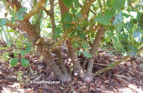 rose canes