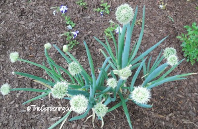 spring onions