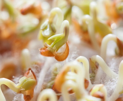 sprouts