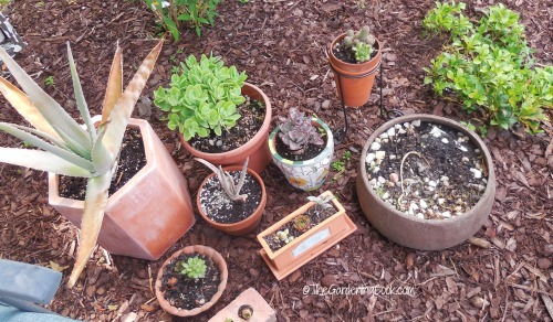 succulents in pots