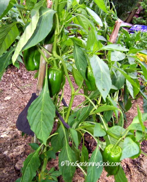 Tips for growing sweet peppers