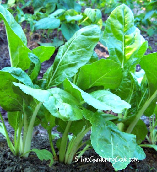 tips for growing swiss chard