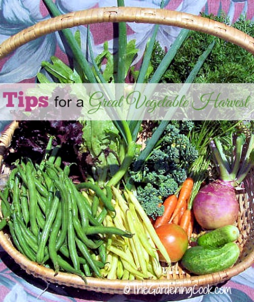Basket of vegetables with words reading tips for a great vegetable harvest.