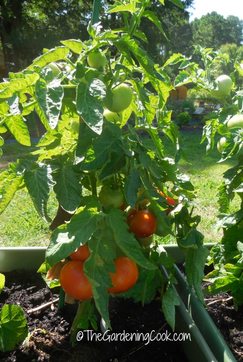 Tomato harvest