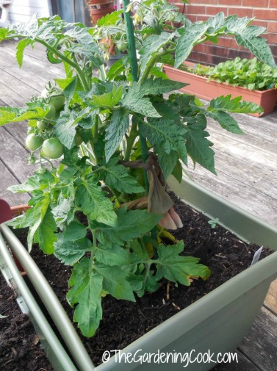 tomatoes
