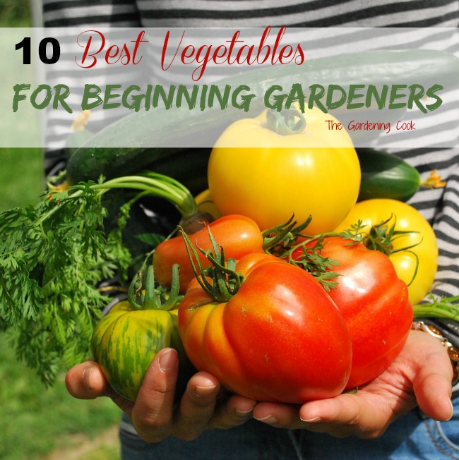 The Best Vegetables for Beginning Gardeners