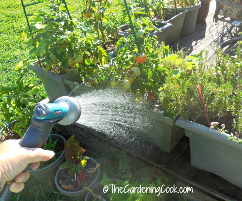 Water tomatoes from the roots