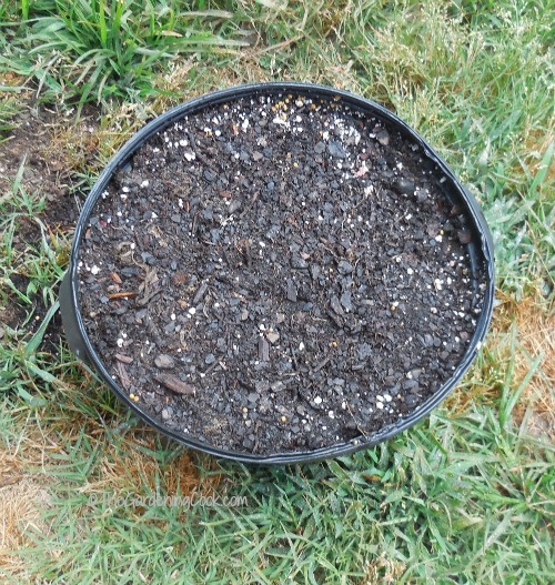 conatiner of wet soil