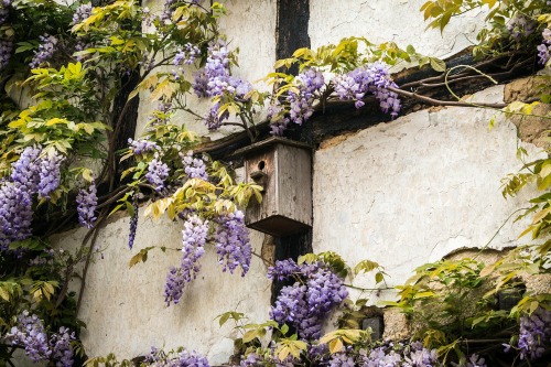 You can be fairly aggressive when pruning vines such as wisteria