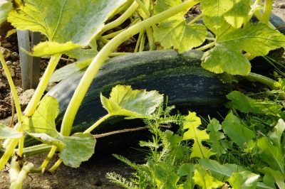 summer squash