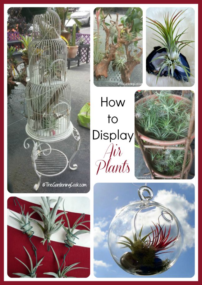 Air plants need no soil to grow. See these creative ideas for displaying this pretty plant.