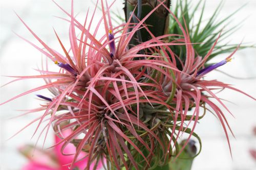 Tillandsia Victoria