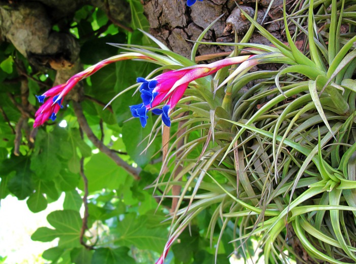 Tillandsia will only bloom once in a lifetime