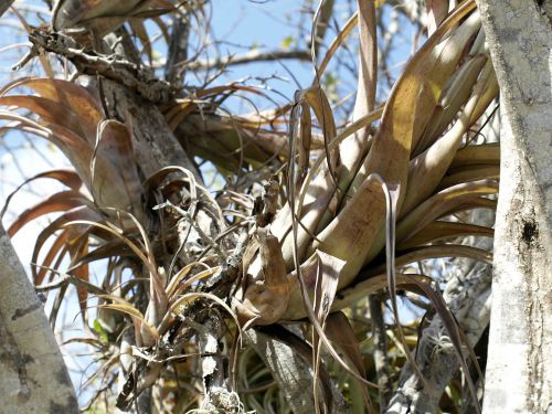 air plants often grow in trees so they like good circulation