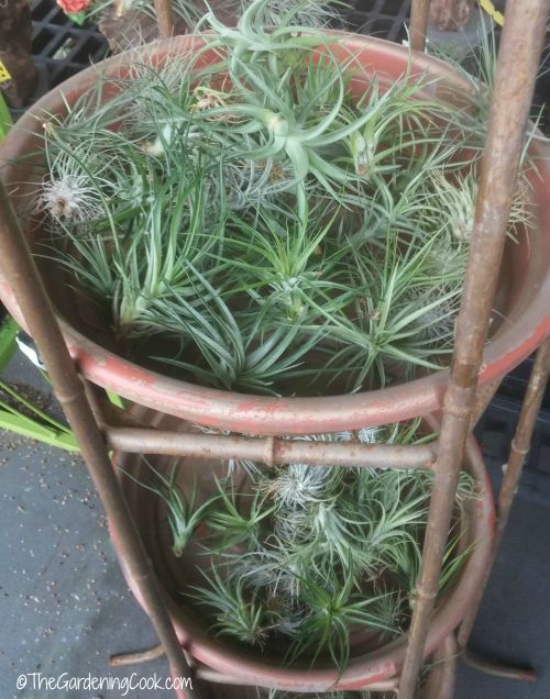 Air plants in a basket