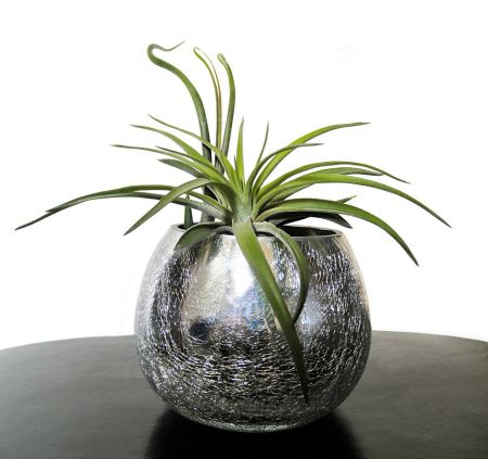 Air plants look great in a bowl.