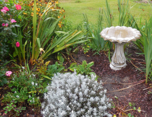 a bird bath adds curb appeal to a front garden bed