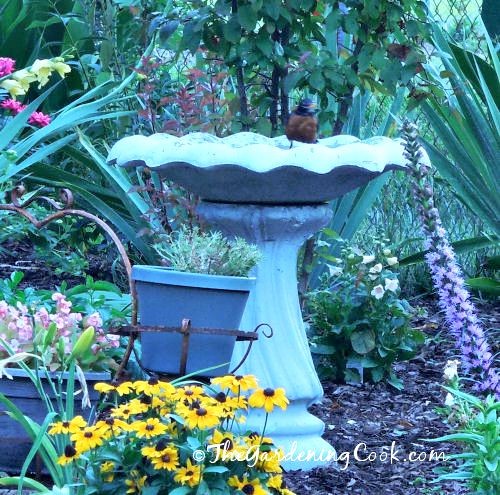 Bird in a birdbath