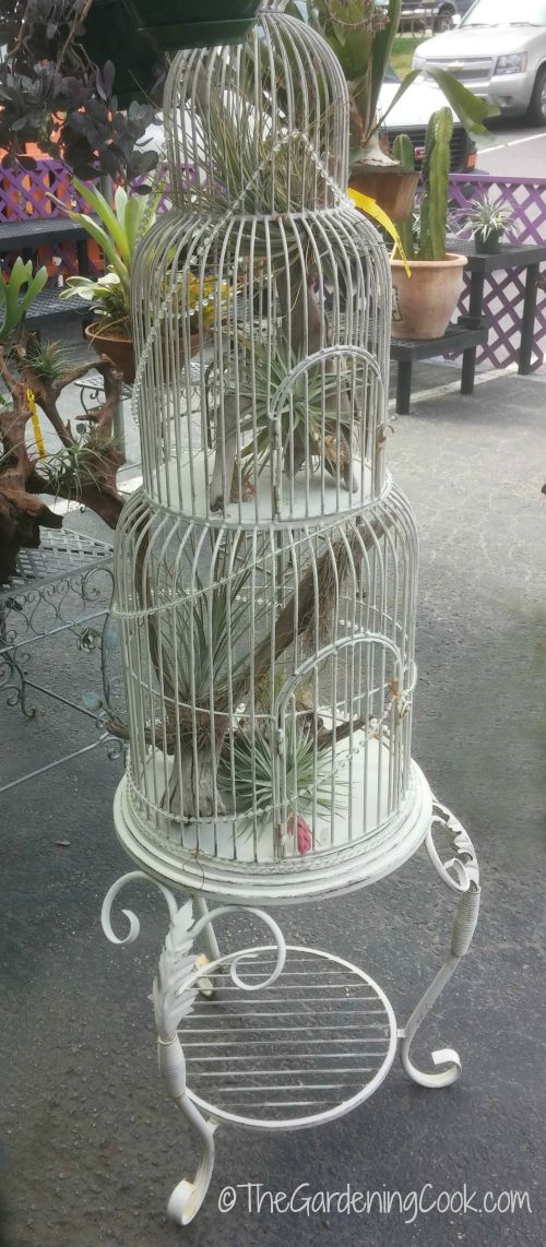 Air Plants look right at home in bird cage planters
