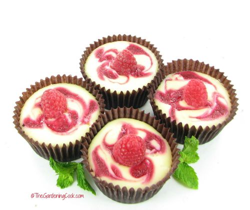 chocolate raspberry swirled mini cheesecakes