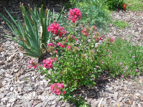 Close planting in cottage gardens helps to control weeds