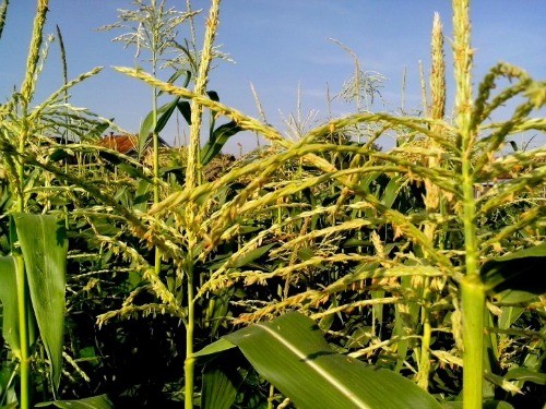 Don't plant corn in a raised bed