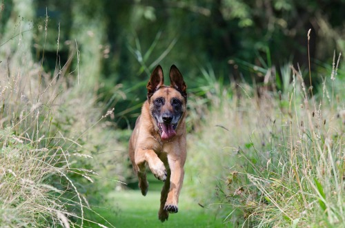 raised garden beds protect plants from dogs