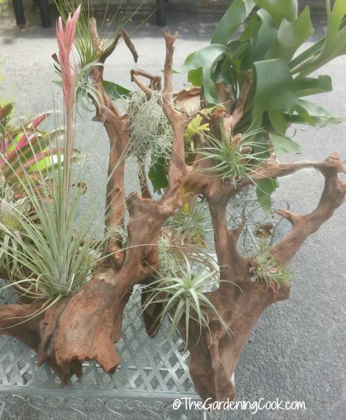 air plants on driftwood