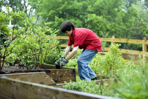 raised beds give a bigger harvest