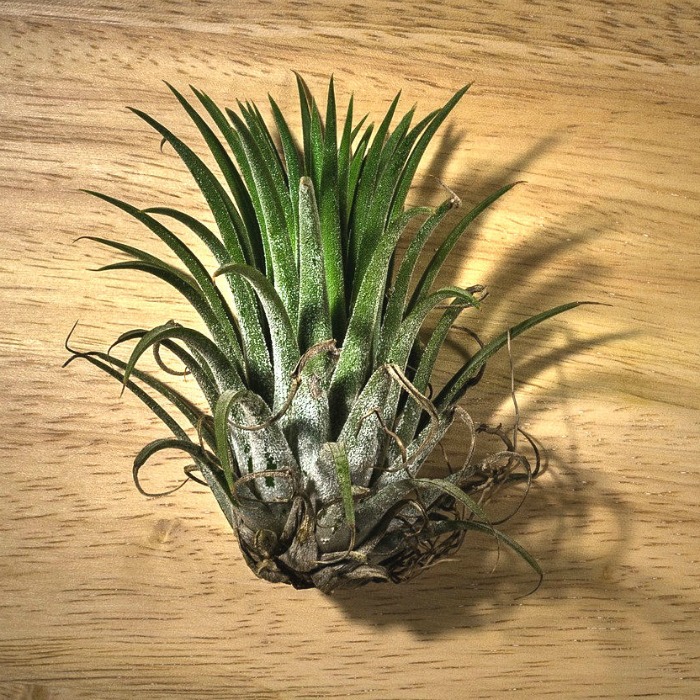 Tips for Growing Air Plants – Tillandsia